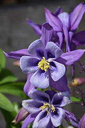 Earlybird Purple and Blue Columbine (Aquilegia 'PAS1258487') at Make It Green Garden Centre