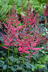 Hot Pearls Chinese Astilbe (Astilbe chinensis 'Hot Pearls') at Make It Green Garden Centre