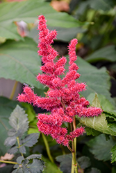 Hot Pearls Chinese Astilbe (Astilbe chinensis 'Hot Pearls') at Make It Green Garden Centre