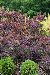 Velveteeny Purple Smokebush (Cotinus coggygria 'Cotsidh5') at Make It Green Garden Centre